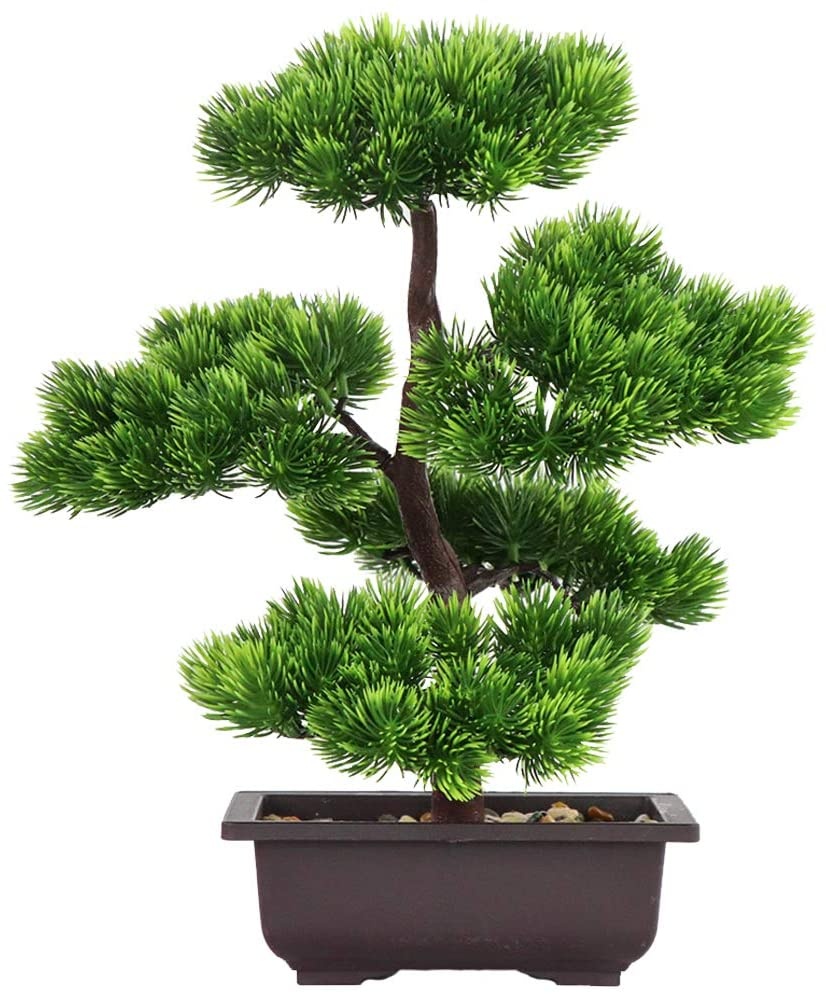 Japanese Pine Bonsai Plant for - Bonsai Garden Zen 评论和价格