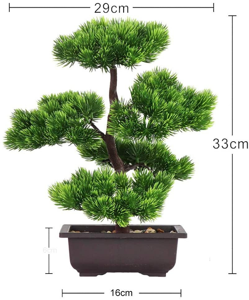 Japanese Pine Bonsai Plant for - Bonsai Garden Zen 评论和价格