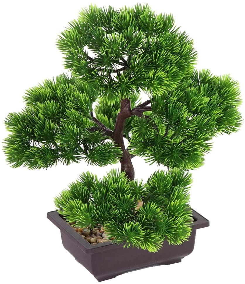 Japanese Pine Bonsai Plant for - Bonsai Garden Zen 评论和价格