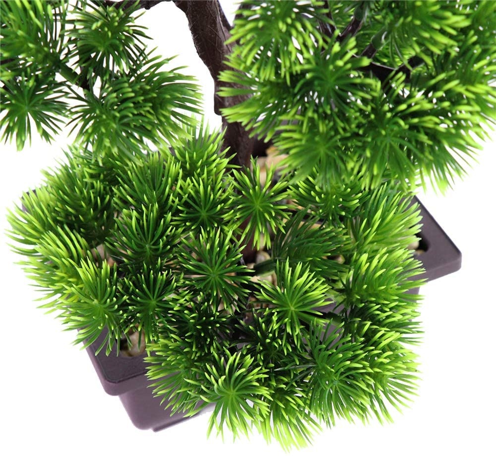 Japanese Pine Bonsai Plant for - Bonsai Garden Zen 评论和价格